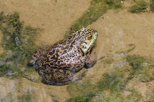 ウシガエル（ショクヨウガエル）