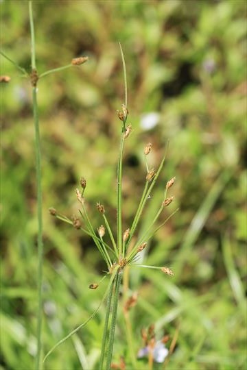 ヒメヒラテンツキ