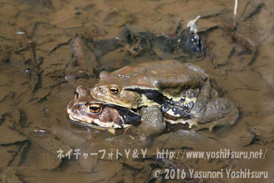 カエルの背に数匹の子 トノサマガエルいますか？ | 大和ミツバチ研究所